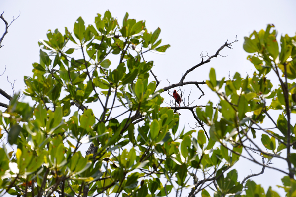 bird in a tree